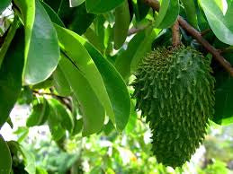 Corosol (3kg)