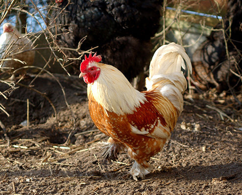 Coq vivant sans hormones, gout comme au pays - Fatou Délices