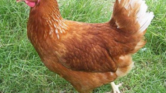 Poule pondeuse vivante sans hormones, gout comme au pays - Fatou Délices