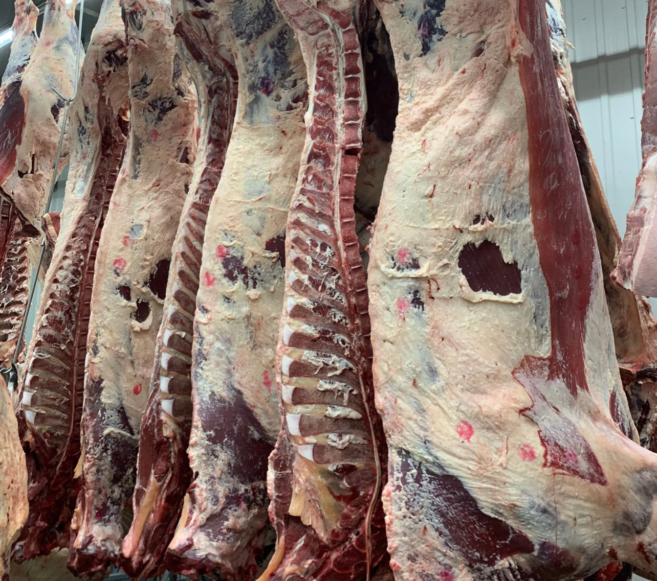 1/2 - Demi Boeuf - 100kg