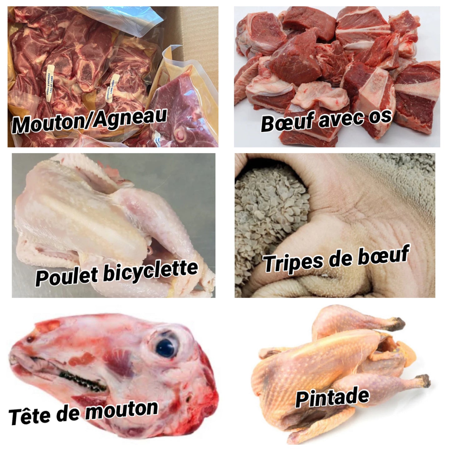 L’albinos noir (6kg)