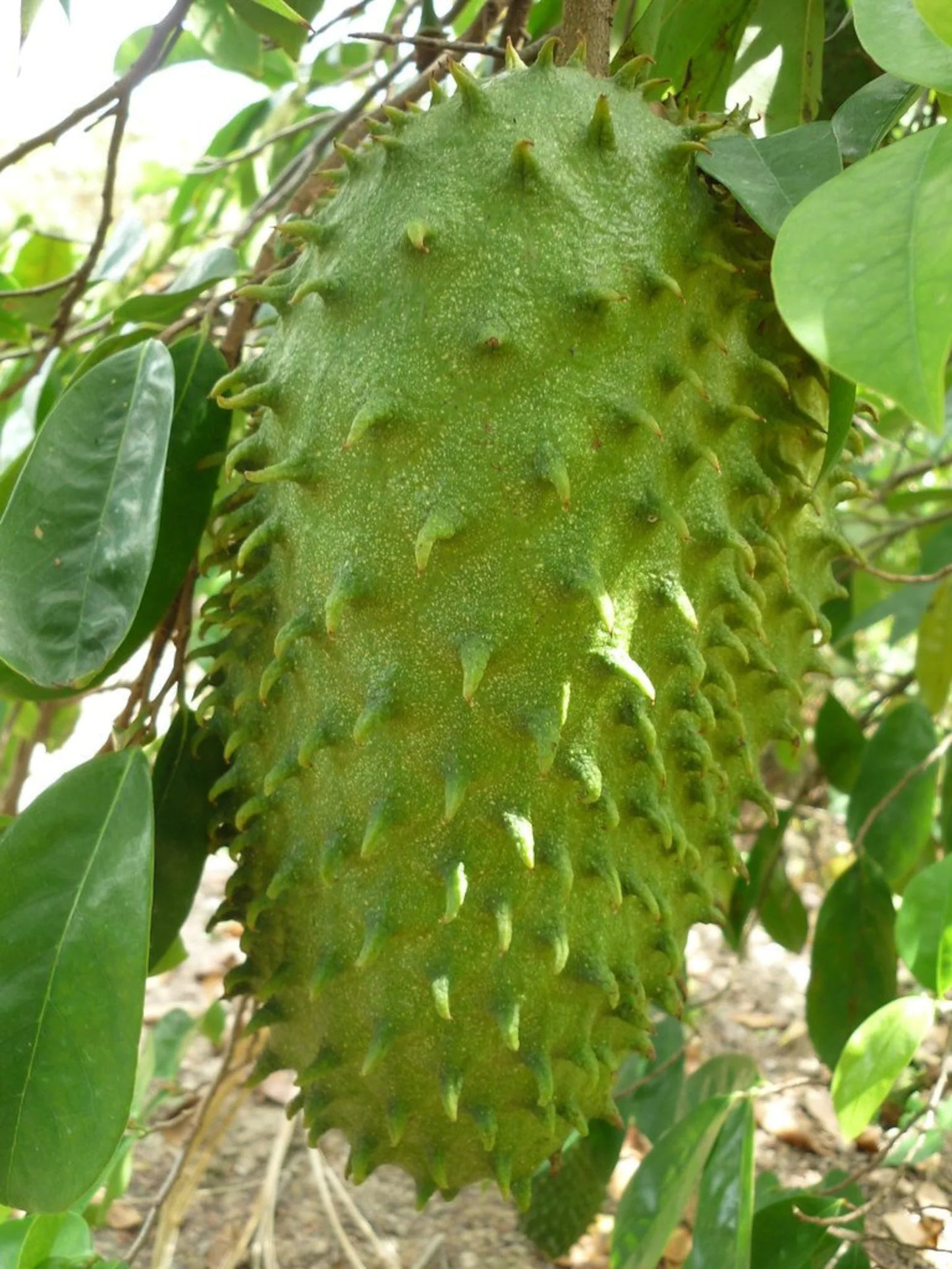Corosol (3kg)