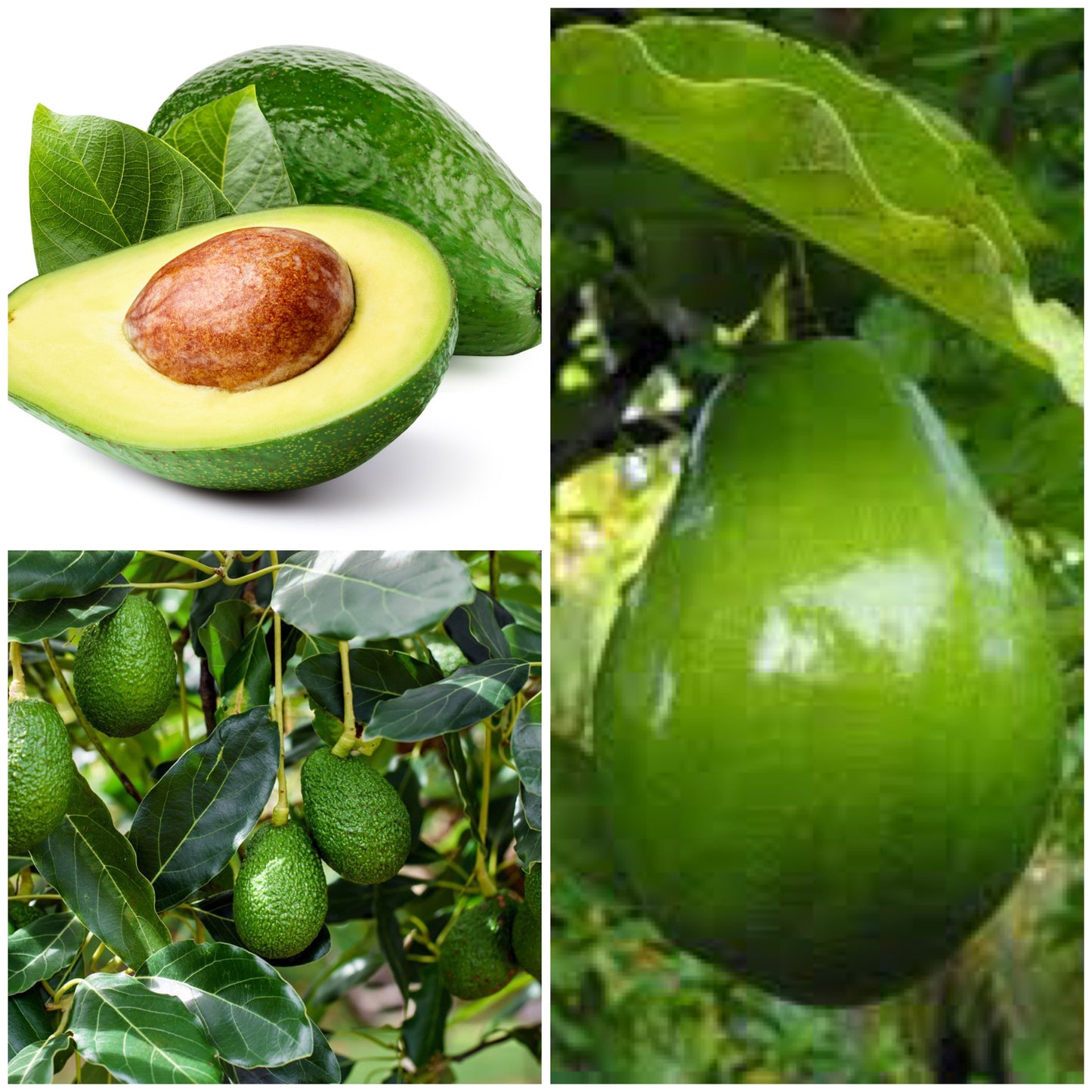 Avocat beurre (3kg)