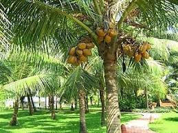 Panier fruits et legumes africains