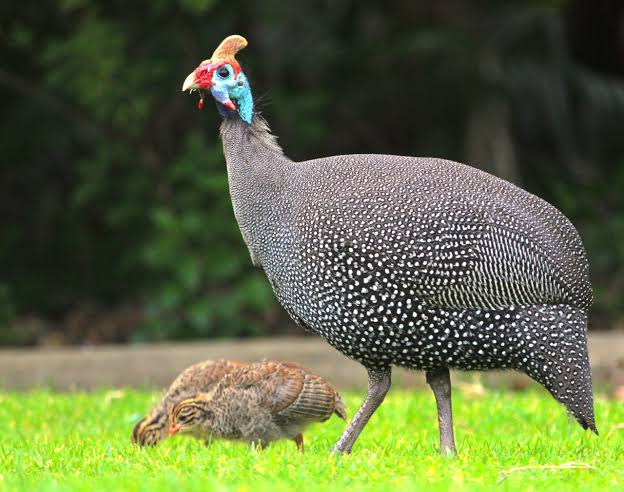 Pintade d’Afrique