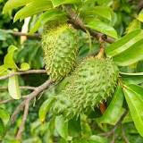 Panier fruits et legumes africains