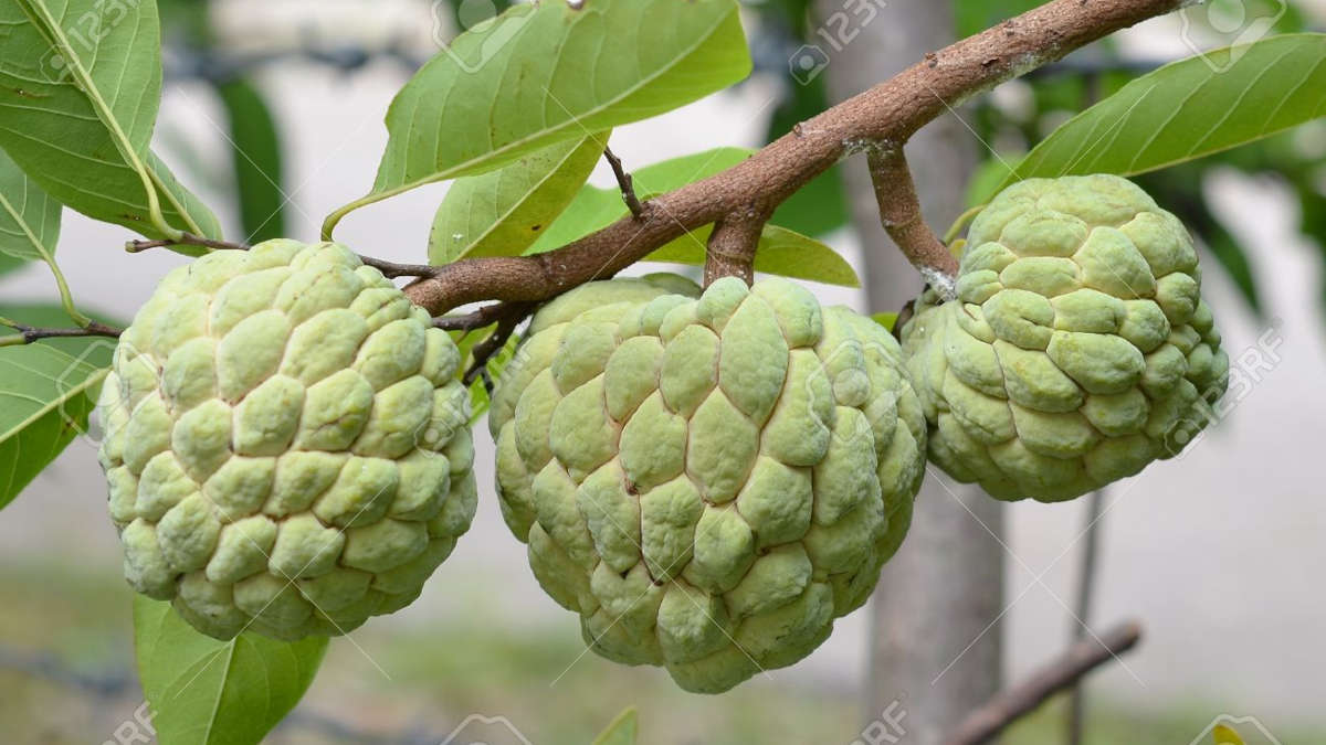 Panier fruits et legumes africains