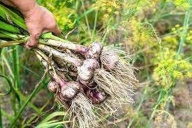 Panier fruits et legumes africains