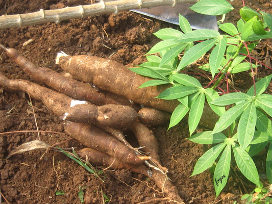 Manioc /kg