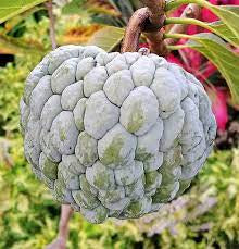 Panier fruits et legumes africains