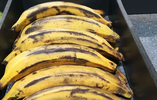 Banane plantain