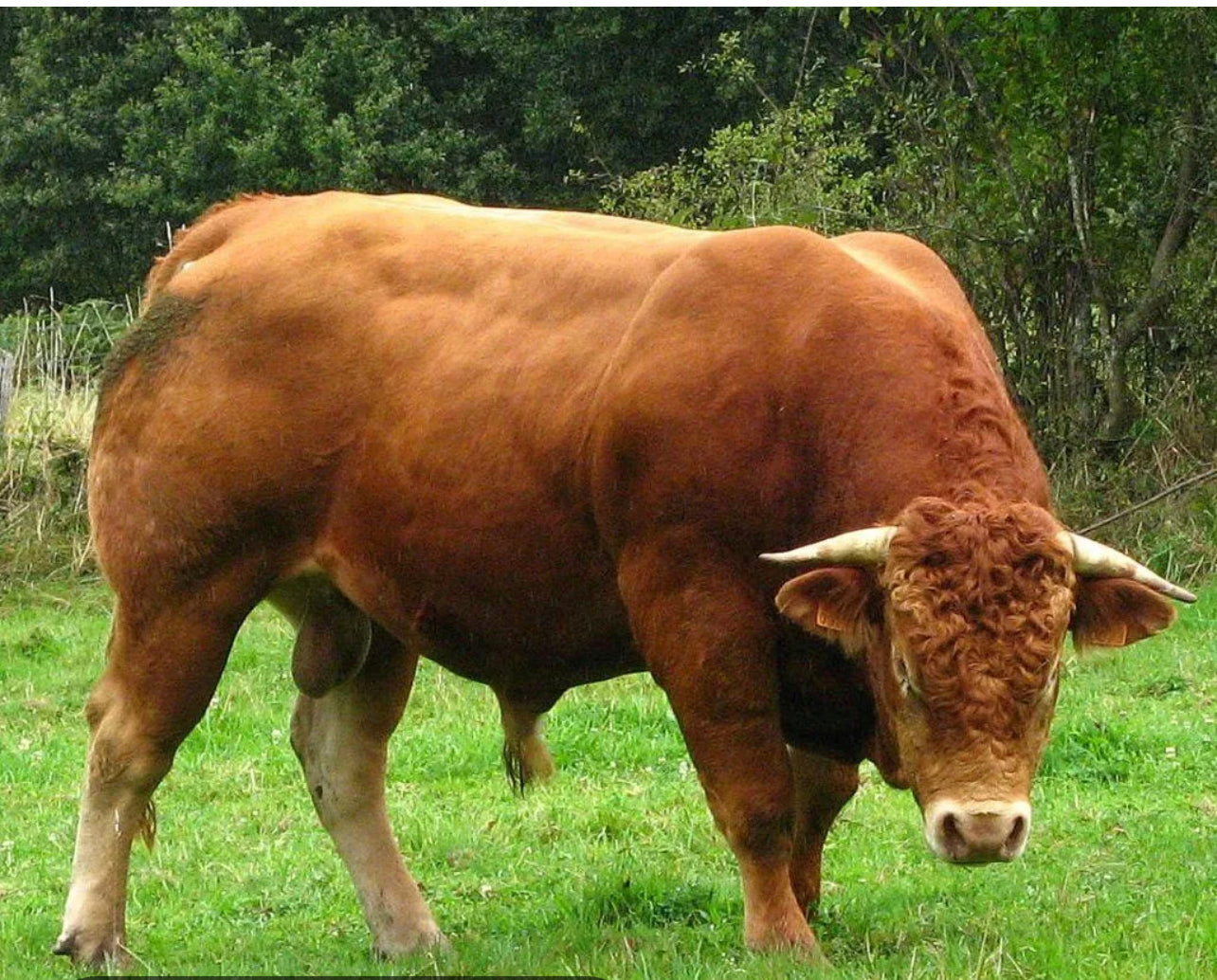 1/2 - Demi Boeuf - 100kg