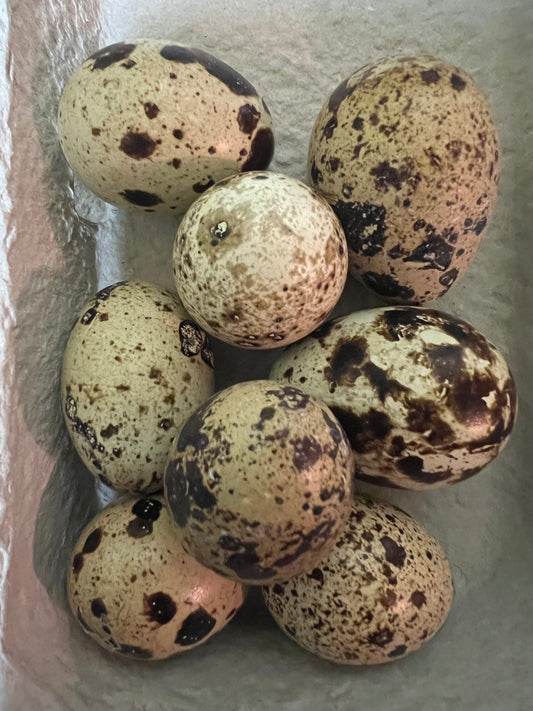 Œufs de caille de ferme (prix/pour 12)