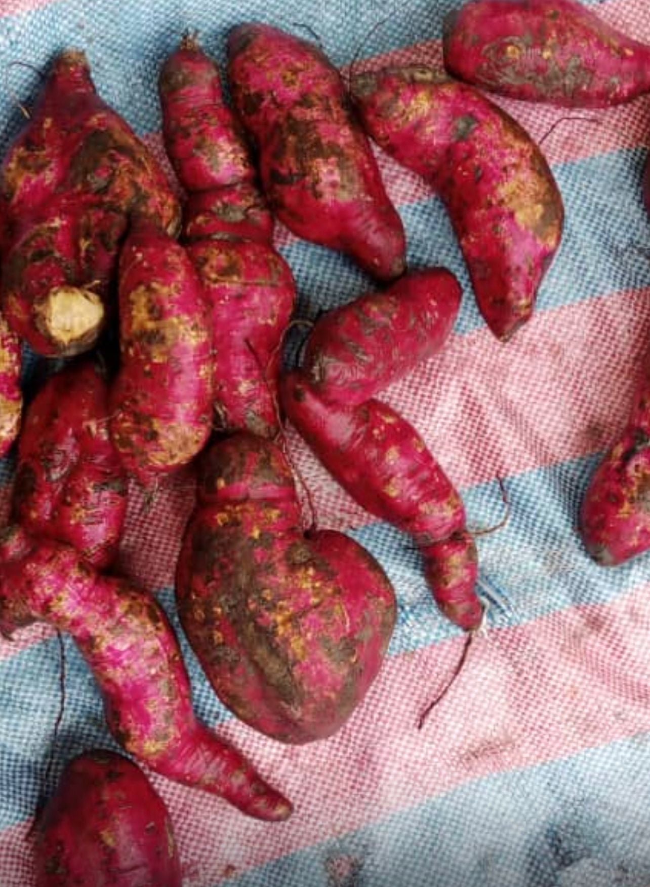 Patate douce fraîche suceée / kg