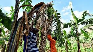 Carton de bananes plantain