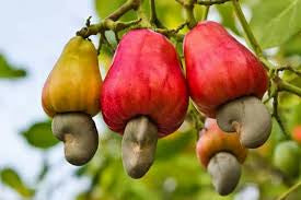 Panier fruits et legumes africains