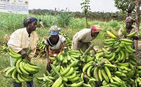 Carton de bananes plantain