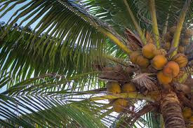 Panier fruits et legumes africains