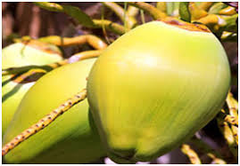 Panier fruits et legumes africains