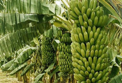 Panier fruits et legumes africains