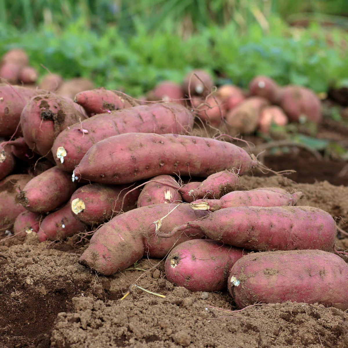 Patate douce fraîche suceée / kg