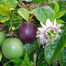 Panier fruits et legumes africains