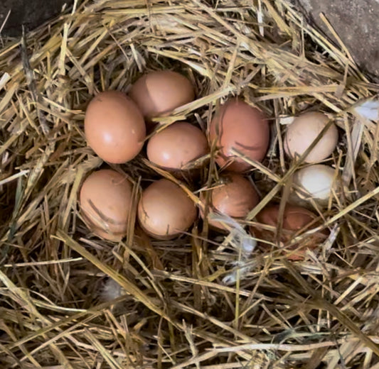 Œufs de poule / douzaine