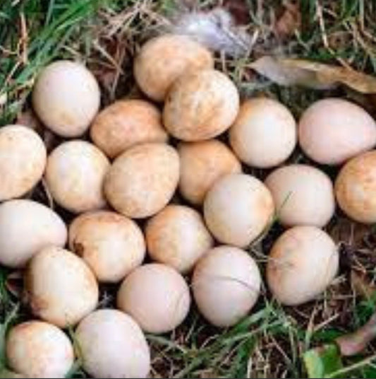 Œufs de pintade la ferme (prix/pour 12)