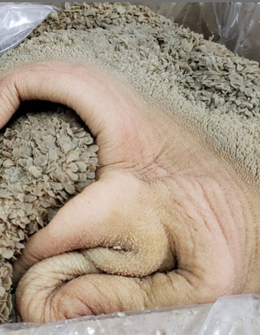 Tripes de boeuf  (1 kg)