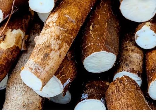 Manioc