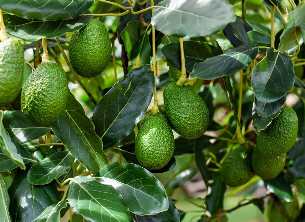 Avocat beurre (3kg)