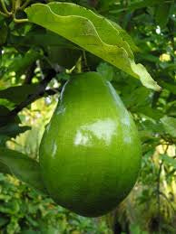 Avocat beurre (3kg)